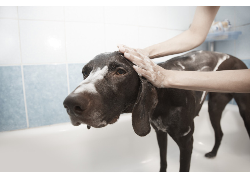  5 Incredible Myths About Dog Grooming That You Never Knew!